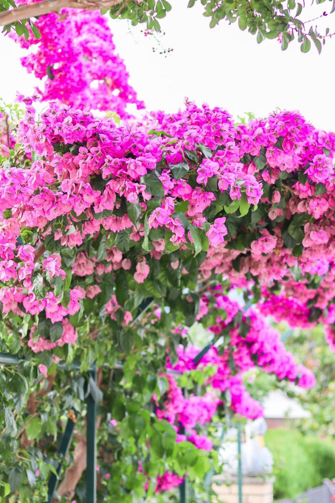 Hilja'S Oliven Garden Bungalows Ulcinj Exterior foto